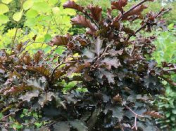 Rotbuche 'Rohan Weeping', Stamm 50-60 cm, 60-80 cm, Fagus sylvatica 'Rohan Weeping', Stämmchen Rotbuche 'Rohan Weeping', Stamm 50-60 cm, 60-80 cm, Fagus sylvatica 'Rohan Weeping', Stämmchen von Fagus sylvatica 'Rohan Weeping'