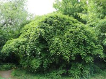 Süntel-Buche / Rotbuche 'Tortuosa', 40-60 cm, Fagus sylvatica var. suentelensis 'Tortuosa', Containerware von Fagus sylvatica var. suentelensis 'Tortuosa'