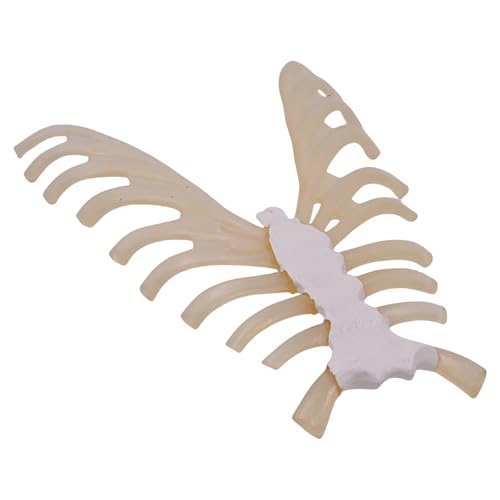 1: 1 Humanes Skelett Anatomisches Modell Menschliches Skelettmodell Menschliches Sternum Model Unterrichtshilfe Für Wissenschaftliche Bildung 1: 1 Humanes Skelett Anatomisches Modell Menschliches Skelettmodell Menschliches Sternum Model Unterrichtshilfe Für Wissenschaftliche Bildung von Fahoujs
