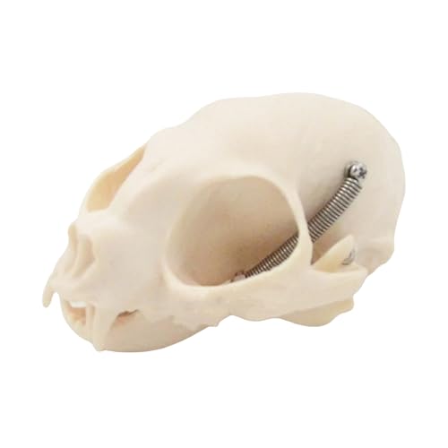 Katzen Kopfknochenmodell Anatomische Katzen Schädel Model Tierkopf Skelettmodell Felidae Kopfknochen Für Veterinärunterricht Home Schooling Veterinärwissenschaft von Fahoujs