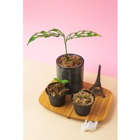 Europa Monstera Obliqua Peru - Läufer & Stecklinge Europa Monstera Obliqua Peru - Läufer & Stecklinge von FairJungle