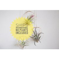 Luftpflanzennester, Keine Pflanzen Enthalten, Diy Garten, Luftpflanzenhalter, Wand - Oder Fensterpflanzer Luftpflanzennester, Keine Pflanzen Enthalten, Diy Garten, Luftpflanzenhalter, Wand - Oder Fensterpflanzer von FalconandFinch