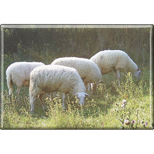 Kühlschrankmagnet - Schafe Schafherde - Gr. ca. 8 x 5,5 cm - Magnet Küchenmagnet von Fan-O-Menal