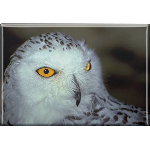 Magnetbutton mit Motiv - Tiere - Vogel - Eule - 37246 - 8 cm x 5,5 cm - Küchenmagnet von Fan-O-Menal