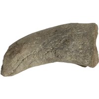 Große Bondylus Madagascariensis Klaue Dinosaurier Fossile von FancyFossils