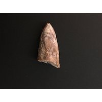 Phytosaurier Fossiler Zahn Phytosaurier Fossiler Zahn von FancyFossils