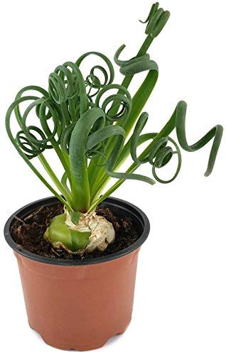 Albuca Spiralis - das trendige Zwiebelgewächs - Frizzle Dizzle eine sehr schöne Dekoration in ihrer Wohnung - Zimmerpflanze mit korkenzieher Blättern - Albuca Spiralis - das trendige Zwiebelgewächs - Frizzle Dizzle eine sehr schöne Dekoration in ihrer Wohnung - Zimmerpflanze mit korkenzieher Blättern - von Fangblatt