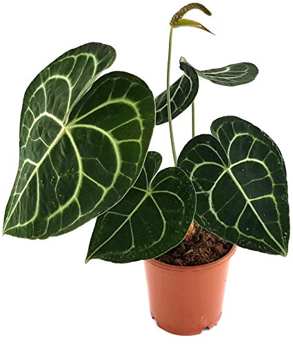 Anthurium clarinervium - exotische Herzblattblume - ideal für den halbschattigen Standort - sehr schöne Zimmerpflanze von Fangblatt