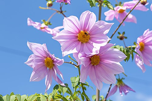 Dahlia imperialis - Baumdahlie - gut gewachsene Wurzelknolle der Riesendahlie - erreicht eine Höhe von ca. 5 Meter - eine sehr schöne Dahlie für den Garten von Fangblatt