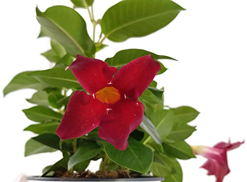 Dipladenia 'Sundaville Red' - wunderschöne Kletterpflanze mit außergewöhnlichen dunkelroten Blüten - ideal für Garten, Balkon oder Terrasse von Fangblatt