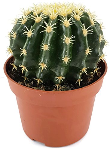 Echinocactus grusonii v. intermedius - der kurzdornige Kugelkaktus ist eine beliebte Zimmerpflanze -malerischen Sukkulente - Schwiegermuttersessel von Fangblatt