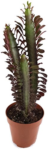 Euphorbia trigona f. rubra - pflegeleichtes dreikantiges Wolfsmilchgewächs - dekorative Sukkulente für das sonnige Fensterbrett in Büro und Wohnung von Fangblatt