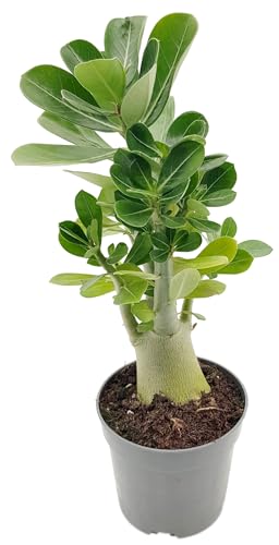 Fangblatt - Adenium obesum 'Wüstenrose' - exotische Sukkulente - 30 cm hoch im Ø 10,5 cm Rundtopf - atemberaubende Zimmerpflanze von Fangblatt