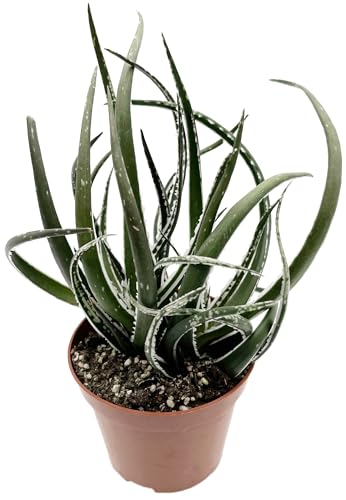 Fangblatt - Aloe 'Maidu' - Elegante Sukkulente im Ø 9 cm Topf - Langlebige und Einfach zu Pflegende Zimmerpflanze - Ideale Luftreiniger von Fangblatt
