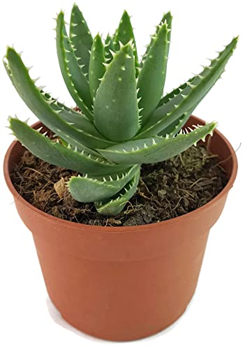 Fangblatt - Aloe perfoliata - Schuttaloe im Ø 10 cm Topf - robuste und pflegeleichte Zimmerpflanze von Fangblatt