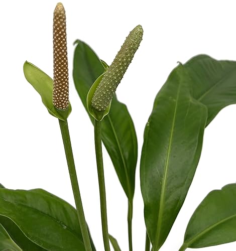Fangblatt - Anthurium Hookeri - beeindruckende Grünpflanze - ca. 50 cm hoch - pflegeleichte Zimmerpflanze von Fangblatt