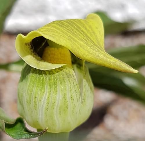 Fangblatt - Arisaema flavum - gelbe Kobralilie - lose Knolle Ø 5 cm - exotischer Feuerkolben für Ihren zauberhaften Garten von Fangblatt