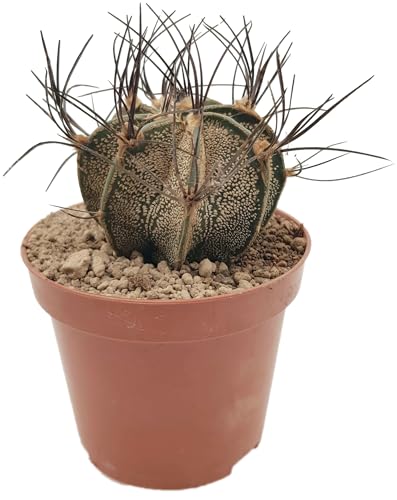 Fangblatt - Astrophytum capricorne - Ziegenhorn Kaktus im Ø 9 cm Topf - pflegleichter Kaktus - exotische Zimmerpflanze von Fangblatt