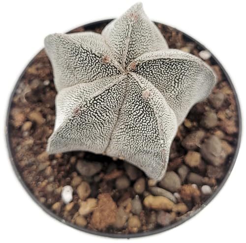 Fangblatt - Astrophytum cv. Onzuka - Sternenkaktus im Ø 9 cm Topf - pflegleichter Kaktus - exotische Zimmerpflanze von Fangblatt