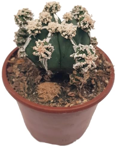 Fangblatt - Astrophytum hakujo - seltene Sukkulente - im Ø 8,5 cm Topf - pflegleichte Zimmerpflanze zum verlieben von Fangblatt