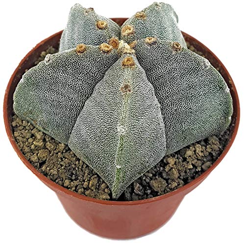 Fangblatt - Astrophytum myriostigma - echte Bischofsmütze im Ø 10 cm Topf - pflegleichter Kaktus - exotische Zimmerpflanze zum verlieben von Fangblatt