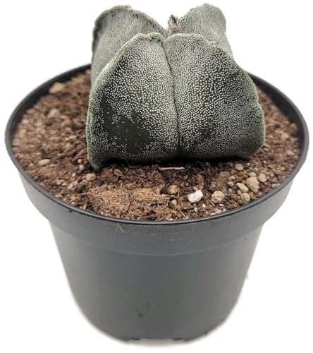 Fangblatt - Astrophytum myriostigma quadricostatum - Sternkaktus - vierrippige Bischofsmütze im Ø 9 cm Topf Gr. m - Rarität unter den Sukkulenten von Fangblatt