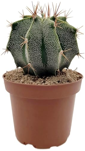 Fangblatt - Astrophytum ornatum Gr. L - einzigartiger Sternenkaktus im Ø 12 cm Topf - pflegleichte Zimmerpflanze zum verlieben von Fangblatt