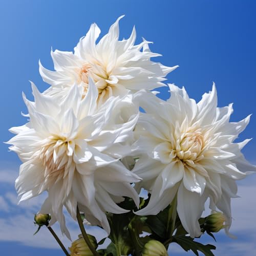 Fangblatt - Baumdahlia imperialis "Double White" - Majestätische Riesen-Dahlie mit doppelten weißen Blüten - beeindruckende Höhe - Gartenhighlight von Fangblatt