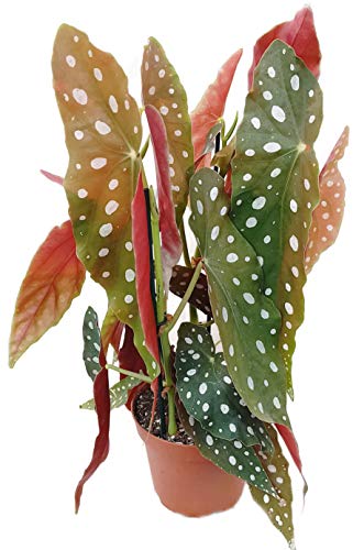 Fangblatt - Begonia maculata "wightii" - die Forellenbegonie ist eine außergewöhnliche Zimmerpflanze und ein 'Eyecatcher' auf jedem Fensterbrett - die Begonie ist eine Rarität aus Brasilien von Fangblatt