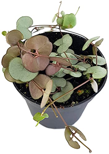 Fangblatt - Ceropegia "Silver Glory" - Leuchterblume im Ø 8 cm Topf - außergewöhnliche Zimmerpflanze zum Hängen von Fangblatt