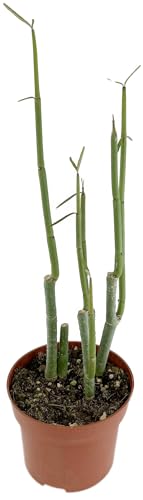 Fangblatt - Ceropegia dichotoma - gabelige Leuchterblume im Ø 12 cm Topf - außergewöhnliche Zimmerpflanze - Sammlerpflanze von Fangblatt