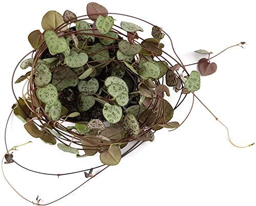 Fangblatt - Ceropegia woodii Leuchterblume - Ø 8,5 cm Topf, ca. 30 cm lang - hängende Zimmerpflanze - String of Hearts von Fangblatt