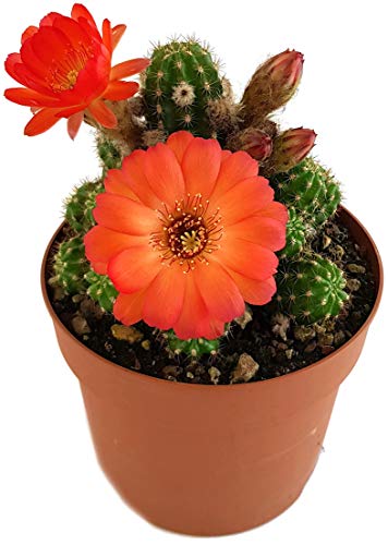 Fangblatt - Chamaelobivia Hybride - Kaktus mit wundervollen Blüten - pflegeleichte Sukkulente - besondere Zimmerpflanze (Rot) von Fangblatt