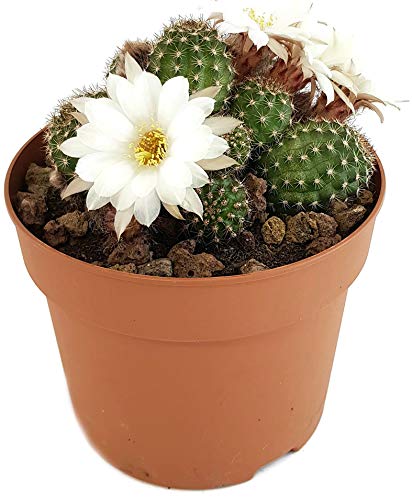 Fangblatt - Chamaelobivia Hybride - Kaktus mit wundervollen Blüten - pflegeleichte Sukkulente - besondere Zimmerpflanze (Weiß) von Fangblatt