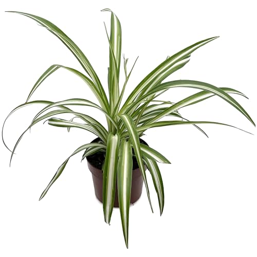 Fangblatt - Chlorophytum comosum variegatum - variegate Grünlilie im Ø 10 cm Topf - pflegeleichte Zimmerpflanze von Fangblatt