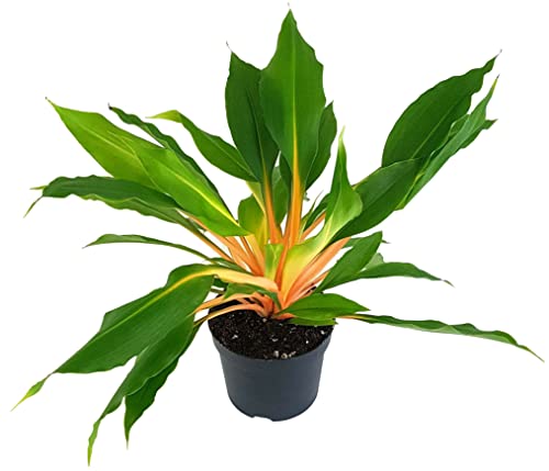 Fangblatt - Chlorophytum orchidastrum 'Green Orange' - Grünlilie im Ø 10 cm Topf - pflegeleichte Zimmerpflanze von Fangblatt
