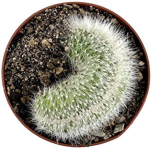 Fangblatt - Cleistocactus strausii f Cristata - außergewöhnlicher Wüstenkaktus Ø 9 cm Topf - pflegeleichte Zimmerpflanze von Fangblatt