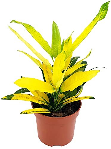 Fangblatt - Codiaeum Croton"Sunny Star" - freudestrahlender gelber Wunderstrauch im Ø 12 cm Topf - ca. 25 cm hoch - immergrüne exotische Pflanze von Fangblatt