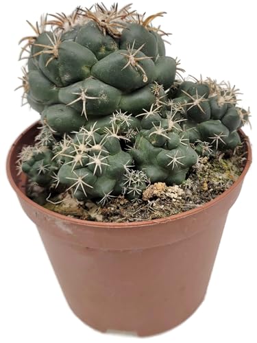 Fangblatt - Coryphantha andreae - Seltene Kugelkaktus-Sukkulente im Ø 10,5 cm Topf - pflegeleichte Zimmerpflanze - einzigartige Dekoration für Ihr Zuhause oder Büro von Fangblatt