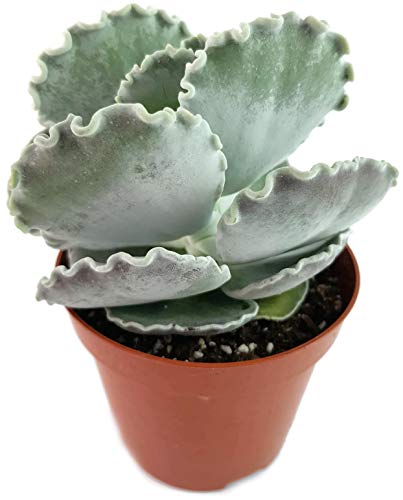 Fangblatt - Cotyledon undulata - seltenes Muschelblatt - pflegeleichtes Dickblatt für das sonnige Fensterbrett - dekorative Sukkulente für Ihre Wohnung von Fangblatt