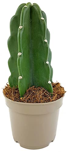 Fangblatt - Cuddly Cactus - familienfreundlicher Kaktus schon 22 cm hoch, im Ø 13 cm Topf - außergewöhnlicher Kaktus ohne Dornen von Fangblatt