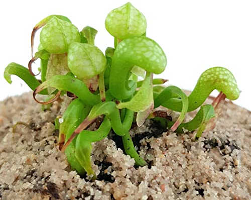 Fangblatt - Darlingtonia Californica Jungpflanze der Kobralilie im Ø 9 cm Topf seltene fleischfressende Pflanze, S von Fangblatt