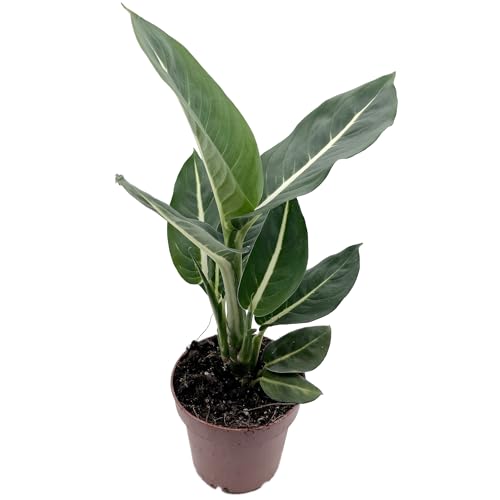 Fangblatt - Dieffenbachia "Green Magic" - sanfte Grünpflanze - perfekt für das Büro/Arbeitszimmer von Fangblatt