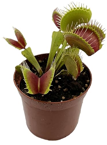Fangblatt - Dionaea Muscipula "B-52" - große Venusfliegenfalle - fleischfressende Pflanze/Karnivore vom Fachmann Fangblatt - Dionaea Muscipula "B-52" - große Venusfliegenfalle - fleischfressende Pflanze/Karnivore vom Fachmann von Fangblatt