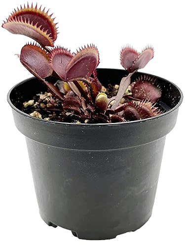 Fangblatt - Dionaea Muscipula 'Red Piranha' - rote Venusfliegenfalle - blühfähig im 9 cm Rundtopf - fleischfressende Pflanze von Fangblatt