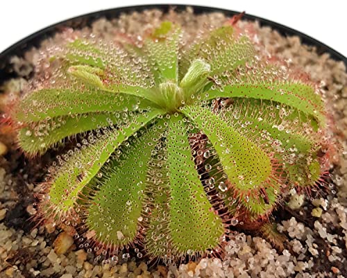 Fangblatt - Drosera Aliciae - rosettenartiger Sonnentau - fleischfressende Pflanze - hervorragende Einsteigerpflanze - Karnivore für Ihr Zuhause von Fangblatt