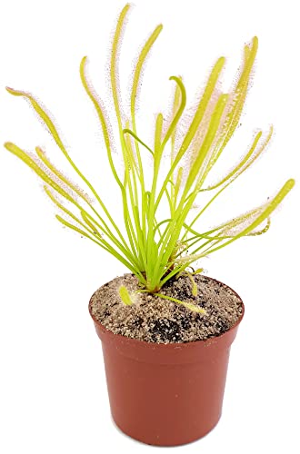Fangblatt - Drosera Capensis Alba - Sonnentau im Ø 9 cm Topf - fleischfressende Pflanze von Fangblatt