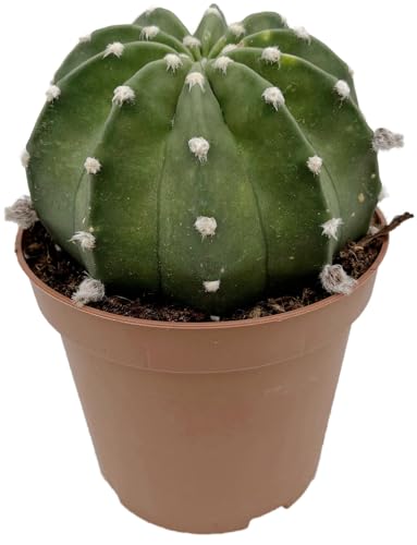Fangblatt - Echinopsis subdenudata - großblütiger Bauernkaktus - pflegeleichte Zimmerpflanze/Sukkulente von Fangblatt