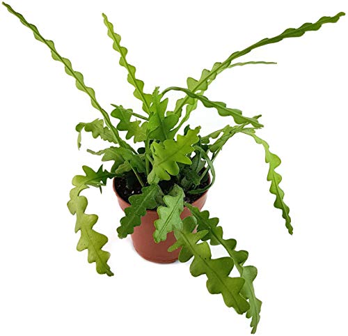 Fangblatt - Epiphyllum anguliger - bizzarer Blattkaktus - die Kaktee ist eine sehr schöne, pflegeleichte Zimmerpflanze für das sonnige Fensterbrett - blühfreudige Sukkulente von Fangblatt