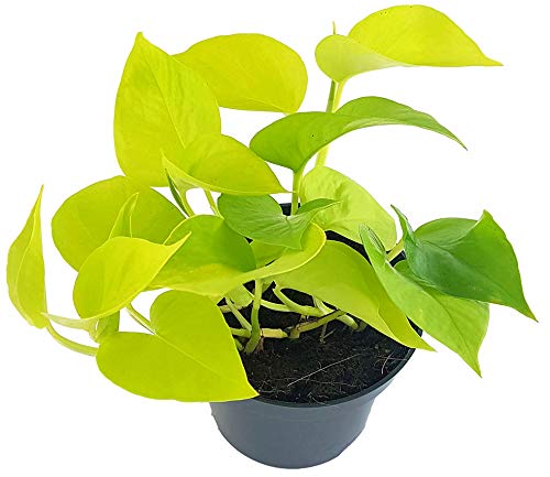 Fangblatt - Epipremnum 'Golden Pothos' - leuchtend gold-gelbe Efeutute - strahlende Grünpflanze im Ø 12 cm Topf - Zimmerpflanze zum Hängen von Fangblatt